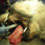 Othene Dierenkliniek