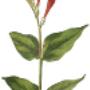 Homeopaat Artspraktijk G F Wiringa