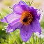 default_pulsatilla_vulgaris.jp