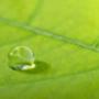 ist1_2753536_waterdrop_on_a_le