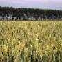 Rommelse Communicatieadvies VOF