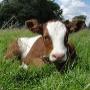 De Groene Grens Dierenartsen
