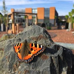 Den Hollandsche Gedenktekens - Grafmonumenten & Grafstenen