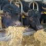 smullende waterbuffels