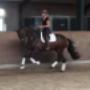 Reggehoeve Hippisch Centrum
