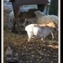 Kaamps Kaas en Zuivelboerderij