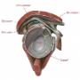 Fysiotherapie Paramedisch Centrum Albergen