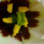 Bloem & Styling Aan de Zeven Alleetjes