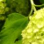 Bloem & Styling Aan de Zeven Alleetjes