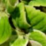 Bloem & Styling Aan de Zeven Alleetjes
