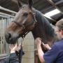 Horse Service International BV