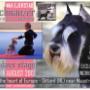 Hondentrimsalon Sittard