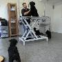 Hondentrimsalon Sittard