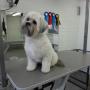 Hondentrimsalon Sittard
