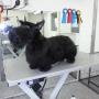 Hondentrimsalon Sittard