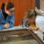 Sofrino Conservatie en Restauratie