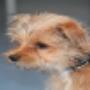 AnimalCare Dierenartsen