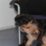 AnimalCare Dierenartsen