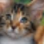AnimalCare Dierenartsen