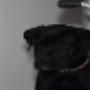 AnimalCare Dierenartsen