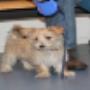 AnimalCare Dierenartsen