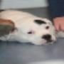 AnimalCare Dierenartsen