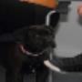 AnimalCare Dierenartsen