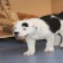 AnimalCare Dierenartsen