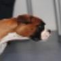 AnimalCare Dierenartsen