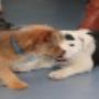 AnimalCare Dierenartsen