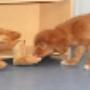 AnimalCare Dierenartsen