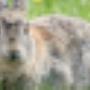 AnimalCare Dierenartsen
