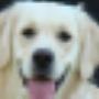 AnimalCare Dierenartsen
