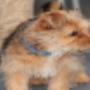 AnimalCare Dierenartsen