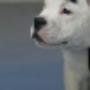 AnimalCare Dierenartsen