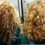 Door een bezoeker 17-11-2017 geüpload - krullenknippen bij de krullenkapper Duet Hengelo