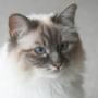 Dierenarts De
