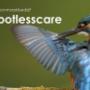 Schoonmaakbedrijf SpotlessCare