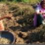 India: pinda-oogst, Gujarat