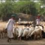 India:herders, Bhenswara