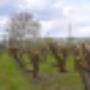 Biesbosch