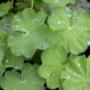 Aleid Westenberg Tuindesigns