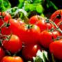Aleid Westenberg Tuindesigns