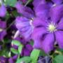 Aleid Westenberg Tuindesigns