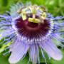 Aleid Westenberg Tuindesigns
