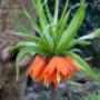 Aleid Westenberg Tuindesigns