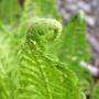 Aleid Westenberg Tuindesigns