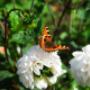 Aleid Westenberg Tuindesigns