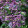 Aleid Westenberg Tuindesigns