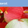 Fuerte Planta